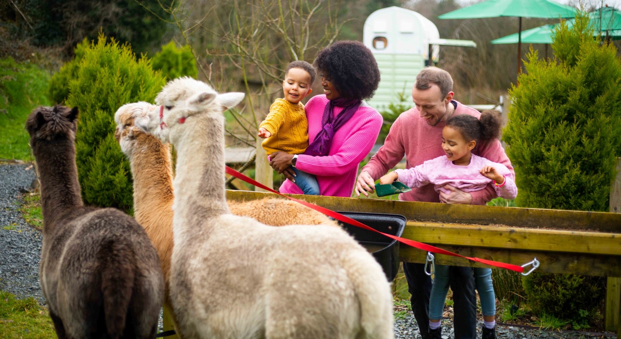 Alpaca Trekking at Ballyburren